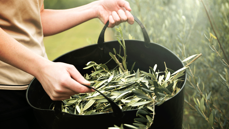 Immunity - Naturally